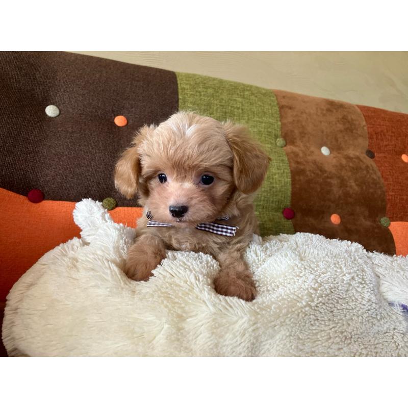 販売中の福岡県のマルプー:マルチーズ×トイプードル-425329の2枚目