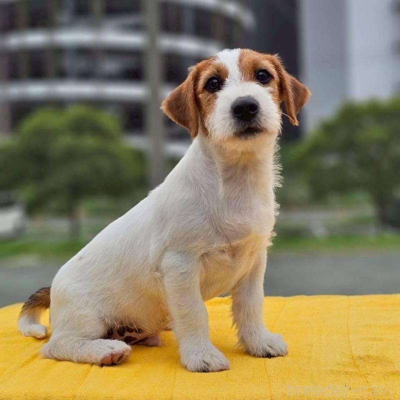 販売中の千葉県のジャックラッセルテリア-425331