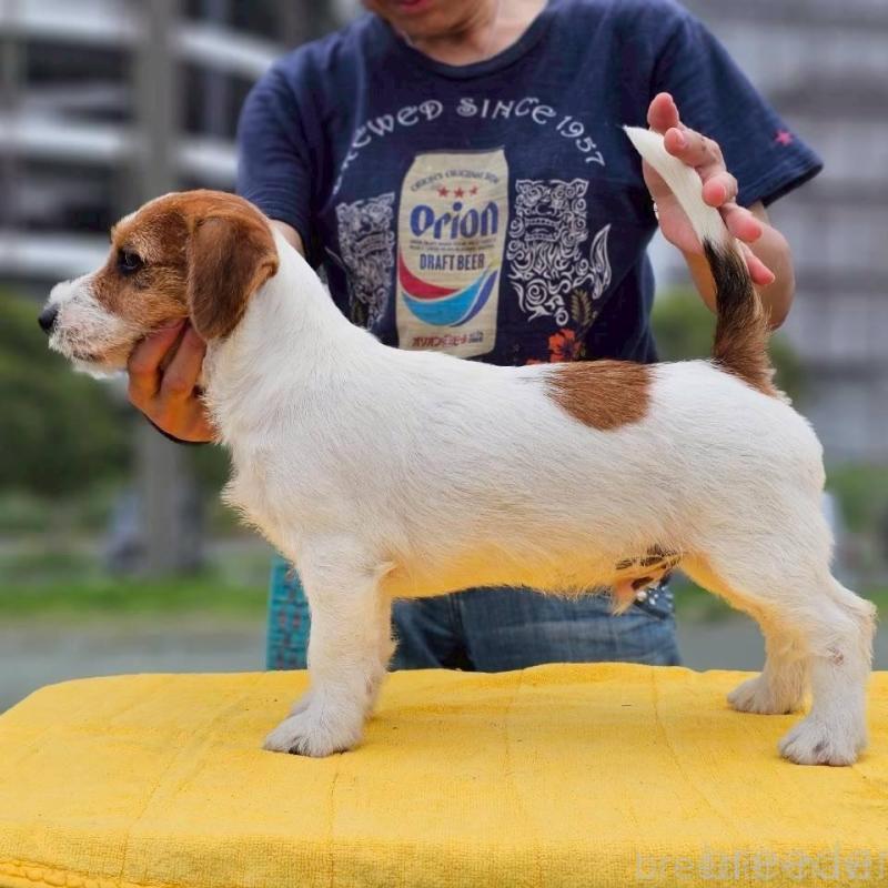 販売中の千葉県のジャックラッセルテリア-425331の2枚目