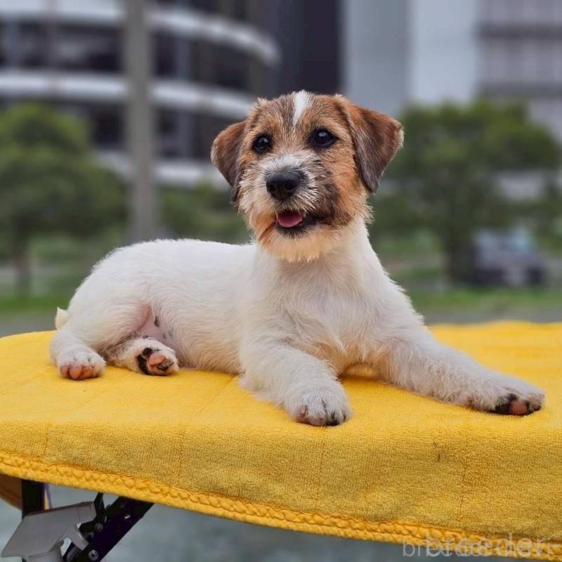 販売中の千葉県のジャックラッセルテリア-425332