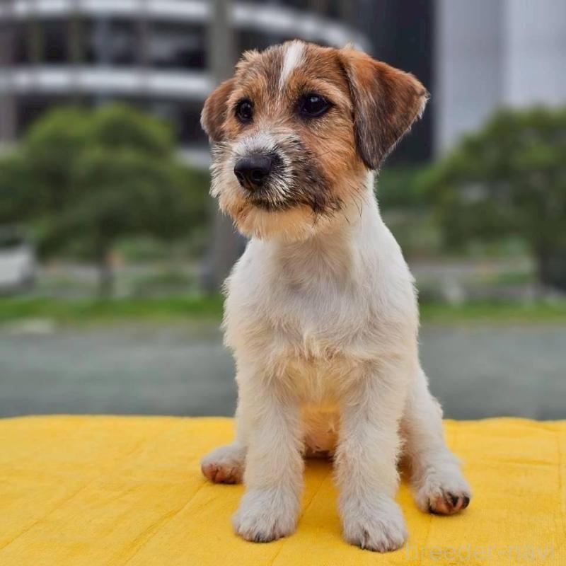 販売中の千葉県のジャックラッセルテリア-425332の3枚目