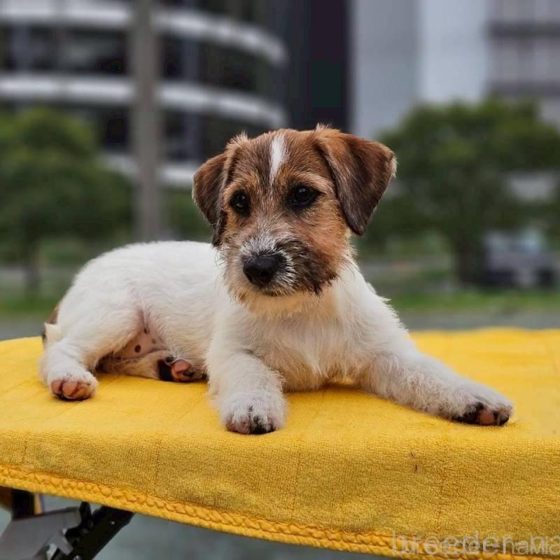 販売中の千葉県のジャックラッセルテリア-425332の2枚目