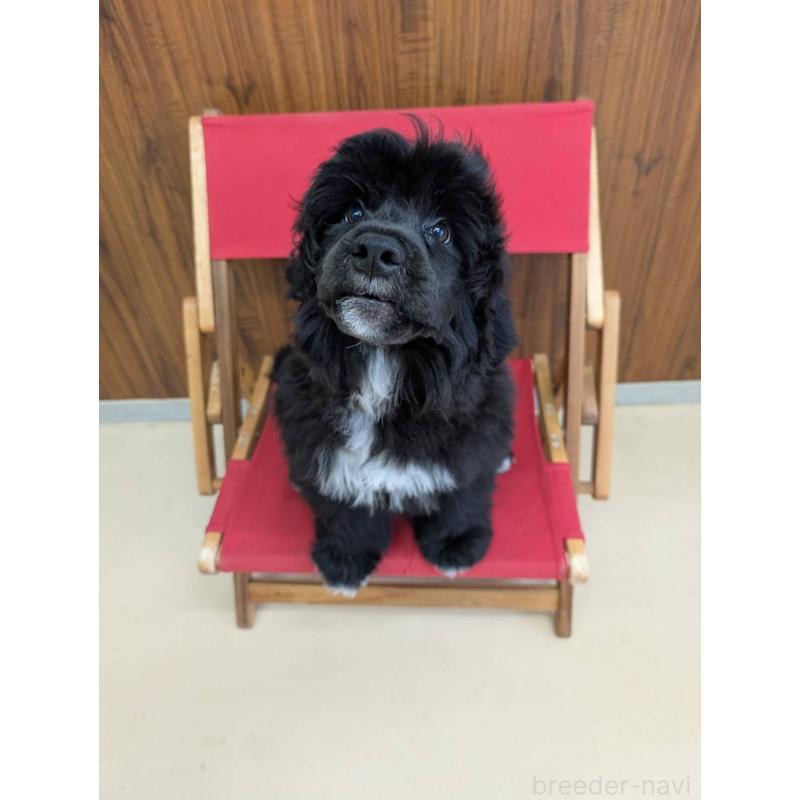 販売中の東京都のポーチュギーズウォータードッグ-425334の7枚目