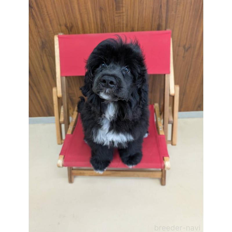 販売中の東京都のポーチュギーズウォータードッグ-425334の6枚目