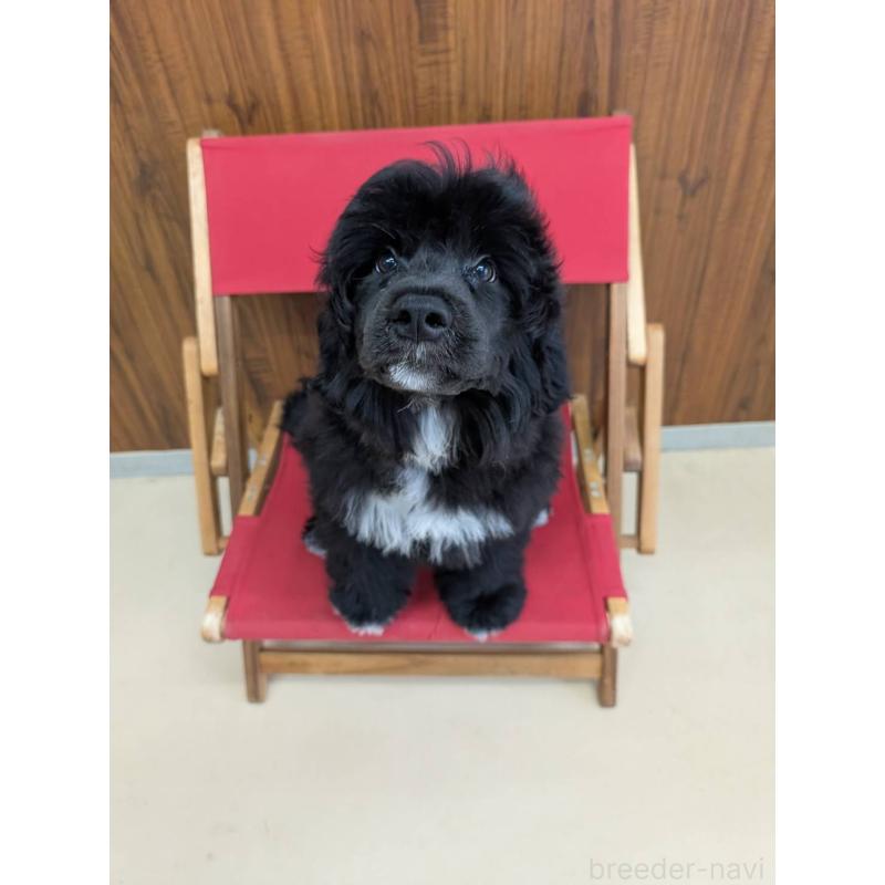 販売中の東京都のポーチュギーズウォータードッグ-425334の5枚目