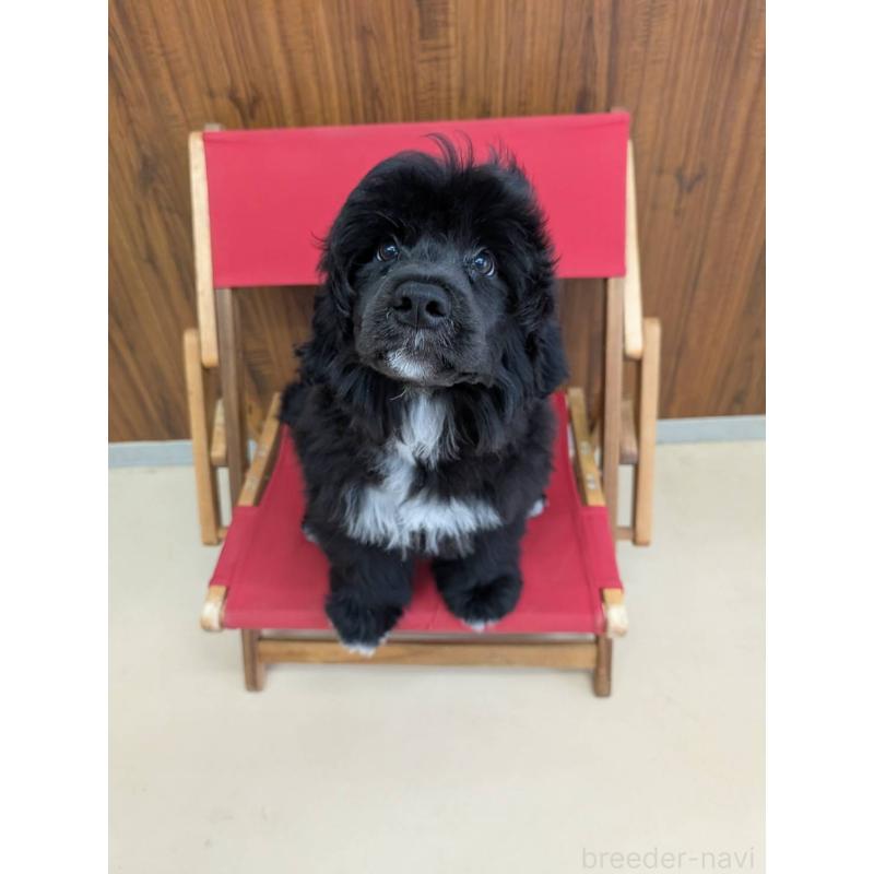 販売中の東京都のポーチュギーズウォータードッグ-425334の4枚目