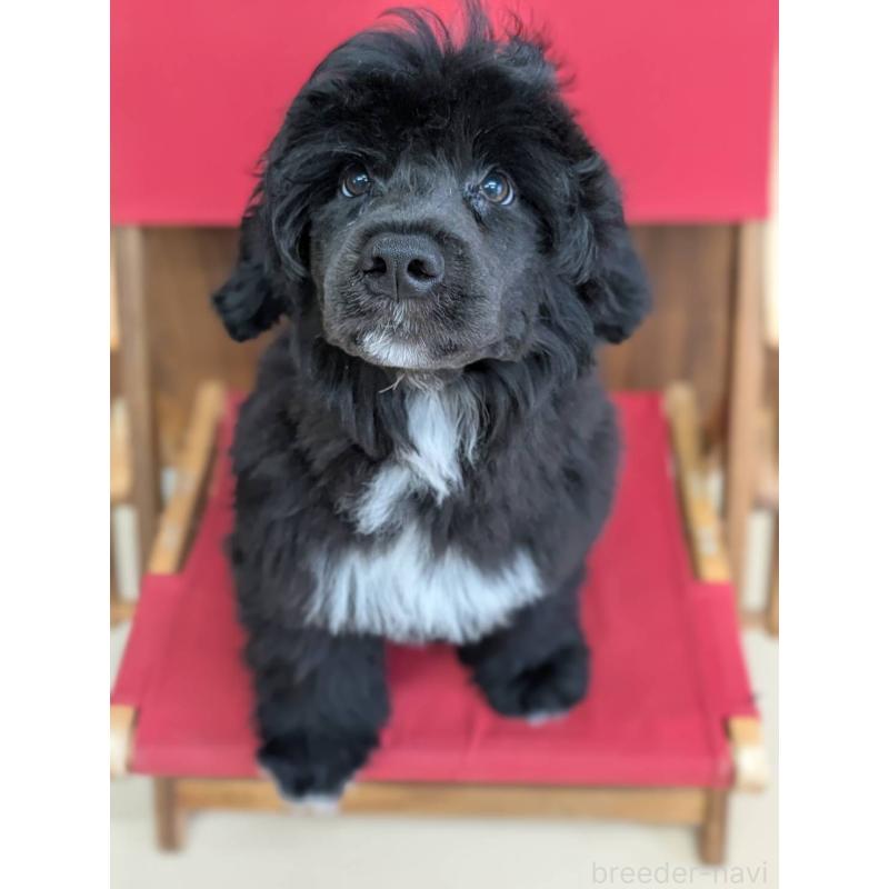 販売中の東京都のポーチュギーズウォータードッグ-425334の3枚目