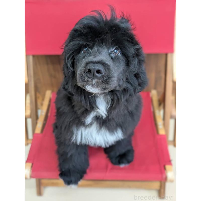 販売中の東京都のポーチュギーズウォータードッグ-425334の2枚目