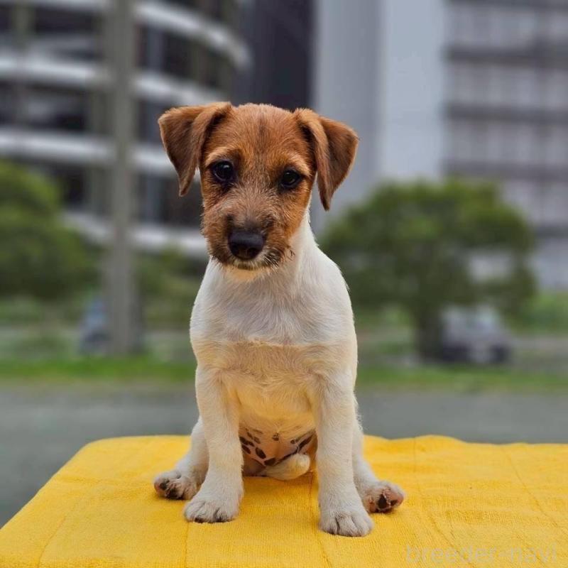 販売中の千葉県のジャックラッセルテリア-425333の1枚目