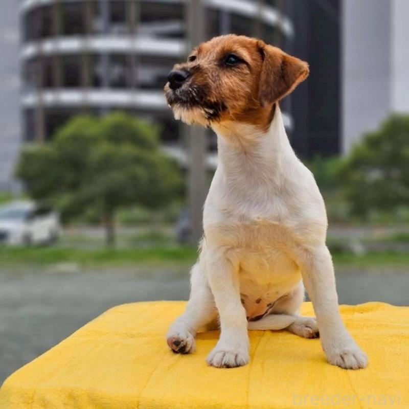 販売中の千葉県のジャックラッセルテリア-425333の2枚目