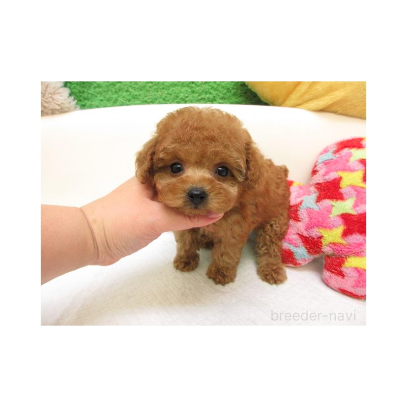 販売中の大阪府のトイプードル-425335の2枚目