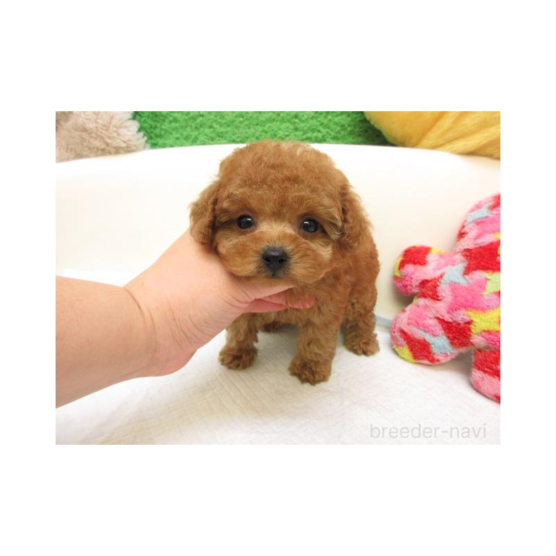 販売中の大阪府のトイプードル-425335の1枚目