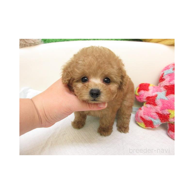 販売中の大阪府のトイプードル-425336の2枚目