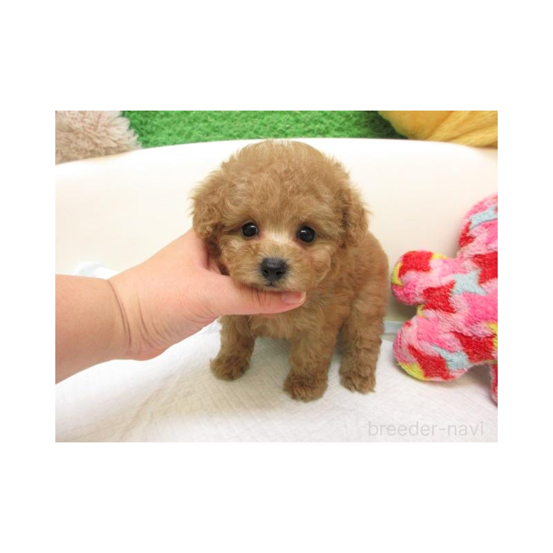 販売中の大阪府のトイプードル-425336