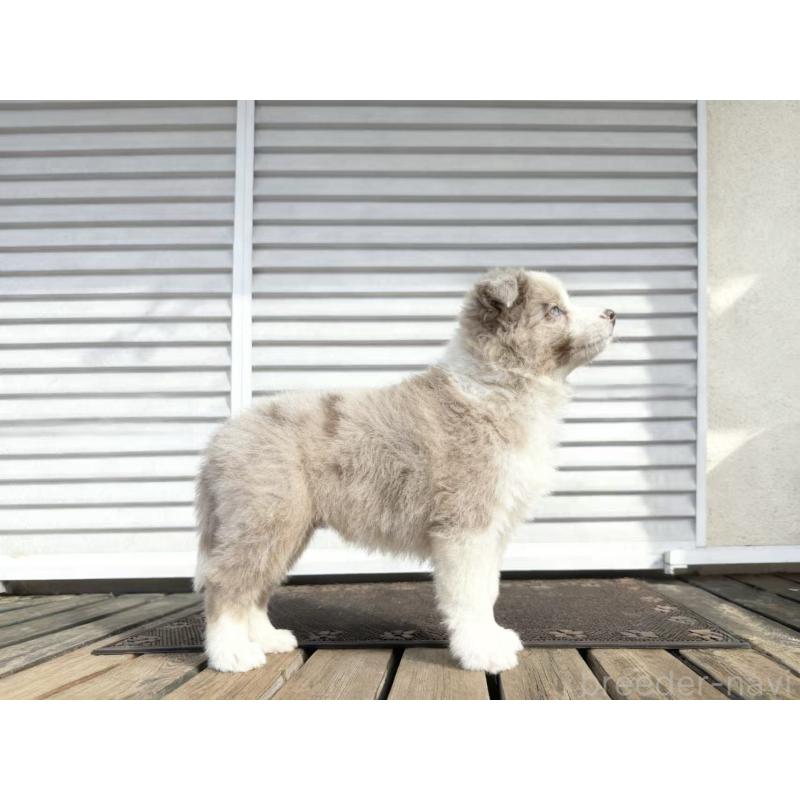 成約済の茨城県のボーダーコリー-421397の3枚目