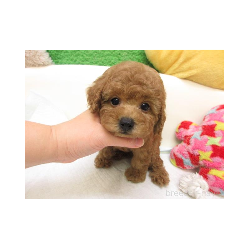 販売中の大阪府のトイプードル-425337