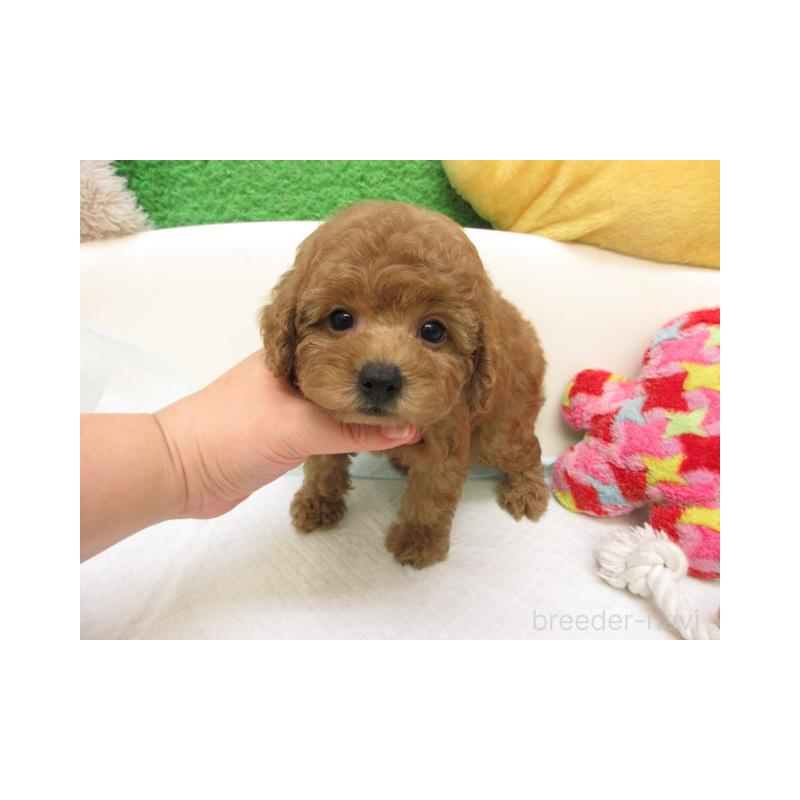 販売中の大阪府のトイプードル-425337の2枚目