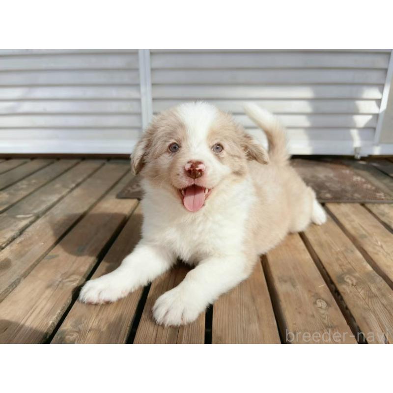 販売中の茨城県のボーダーコリー-421392