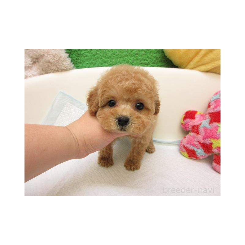 販売中の大阪府のトイプードル-425338