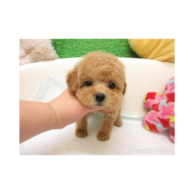 販売中の大阪府のトイプードル-425338の2枚目