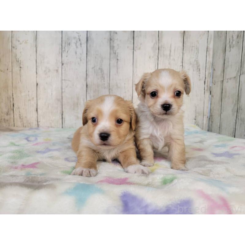 成約済の三重県のチワックス:チワワ×ミニチュアダックスフンド-423219の5枚目