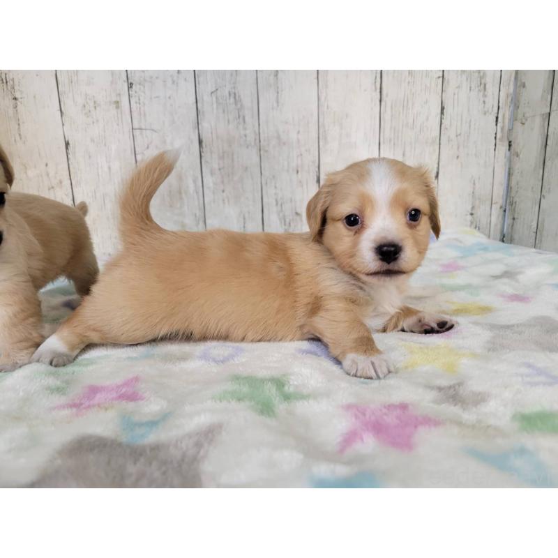 成約済の三重県のチワックス:チワワ×ミニチュアダックスフンド-423219の4枚目