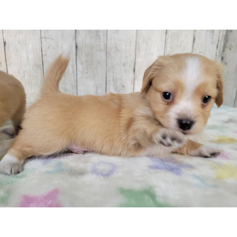 成約済の三重県のチワックス:チワワ×ミニチュアダックスフンド-423219の3枚目