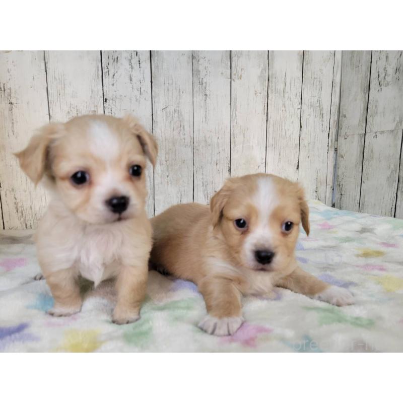 成約済の三重県のチワックス:チワワ×ミニチュアダックスフンド-423221の5枚目