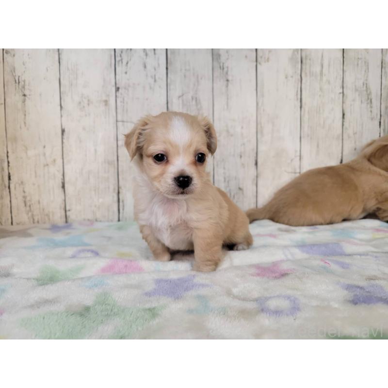 成約済の三重県のチワックス:チワワ×ミニチュアダックスフンド-423221の4枚目