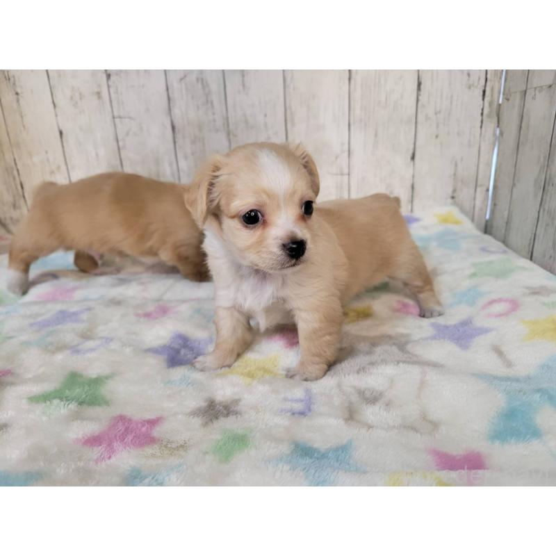 成約済の三重県のチワックス:チワワ×ミニチュアダックスフンド-423221の3枚目