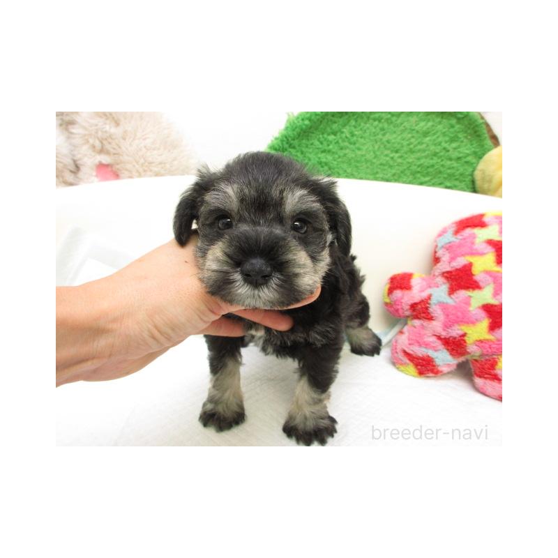 販売中の大阪府のミニチュアシュナウザー-425339の2枚目