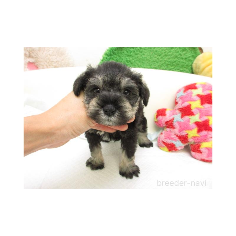 販売中の大阪府のミニチュアシュナウザー-425339の1枚目