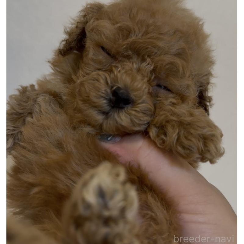 販売中の沖縄県のティーカッププードル-423786の3枚目