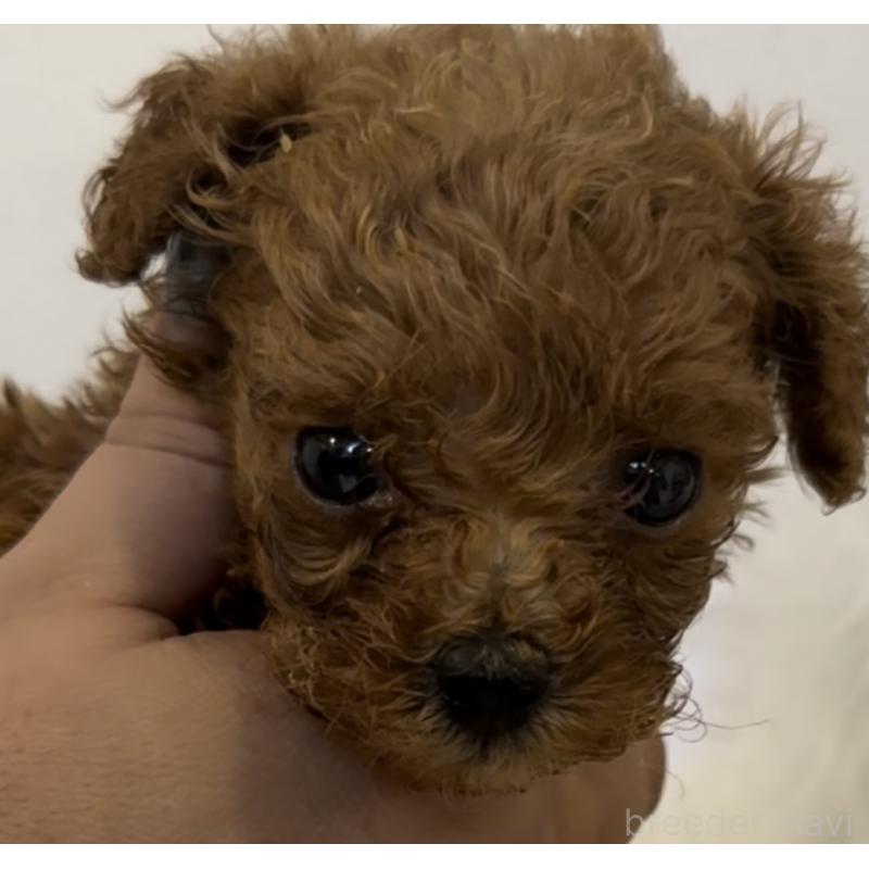 販売中の沖縄県のティーカッププードル-423790の4枚目