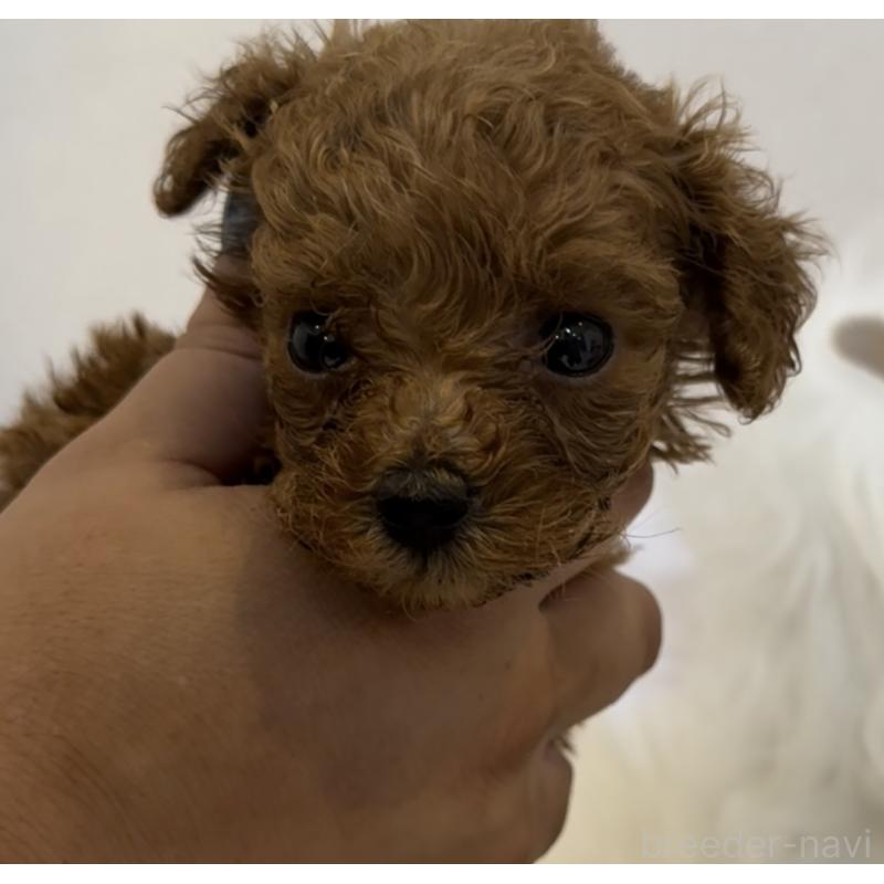 販売中の沖縄県のティーカッププードル-423790の3枚目