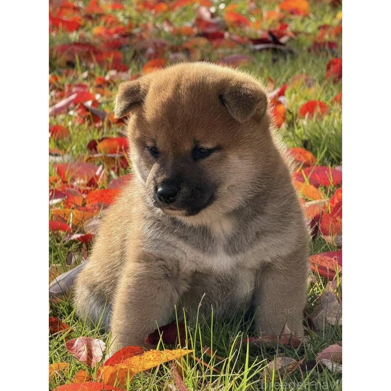 成約済の三重県の柴犬-423785の4枚目