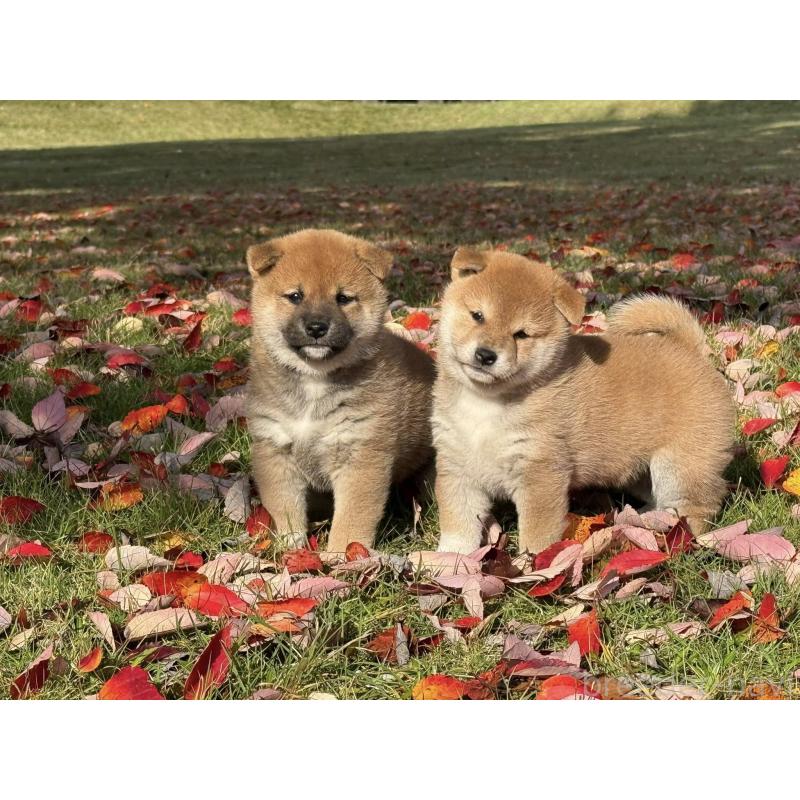 成約済の三重県の柴犬-423785の3枚目