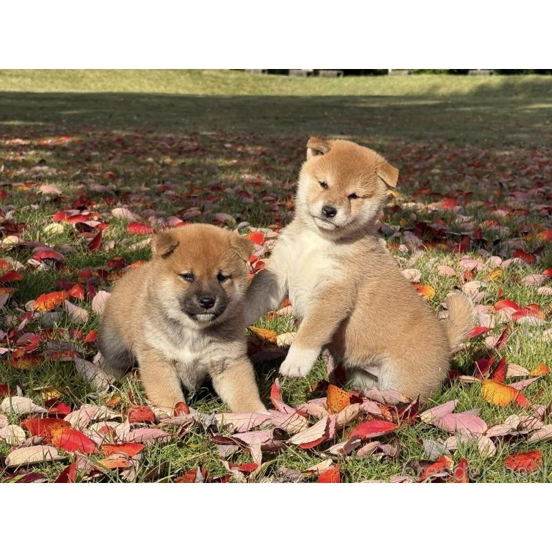 成約済の三重県の柴犬-423785の2枚目