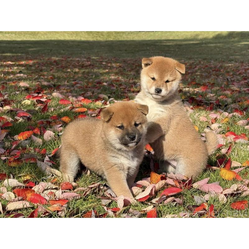 成約済の三重県の柴犬-423784の3枚目