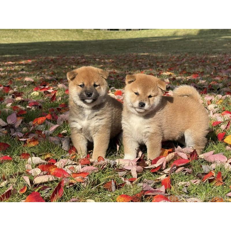 成約済の三重県の柴犬-423784の2枚目