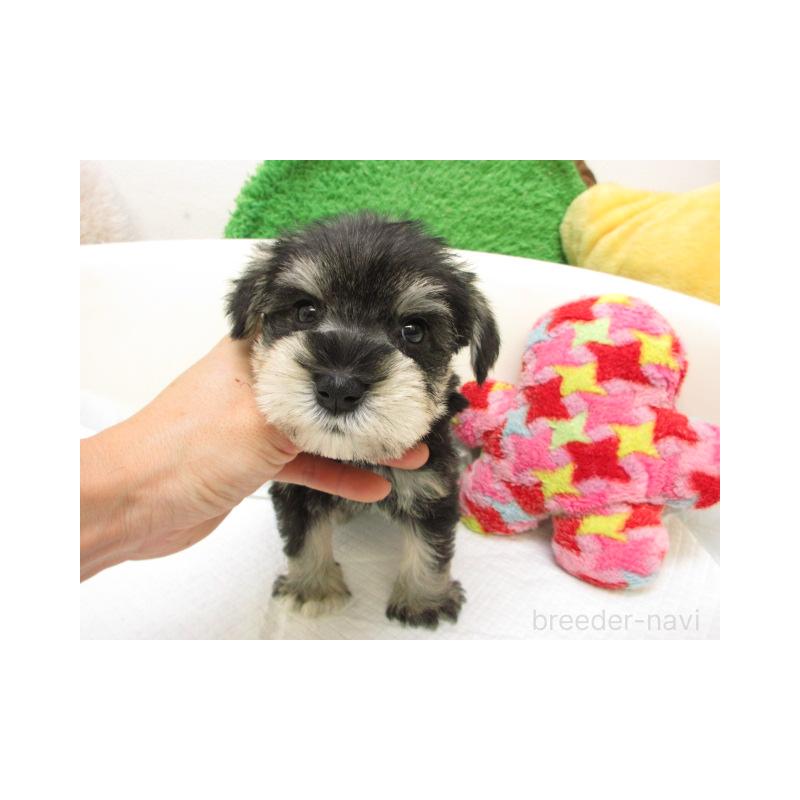 販売中の大阪府のミニチュアシュナウザー-425340の2枚目