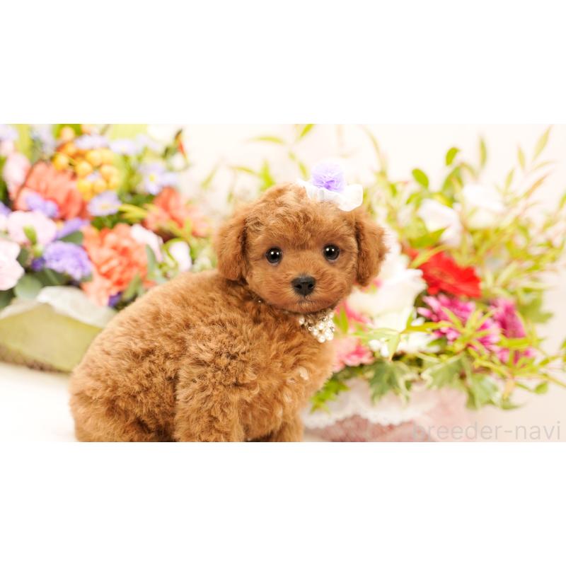 販売中の群馬県のティーカッププードル-416558の4枚目