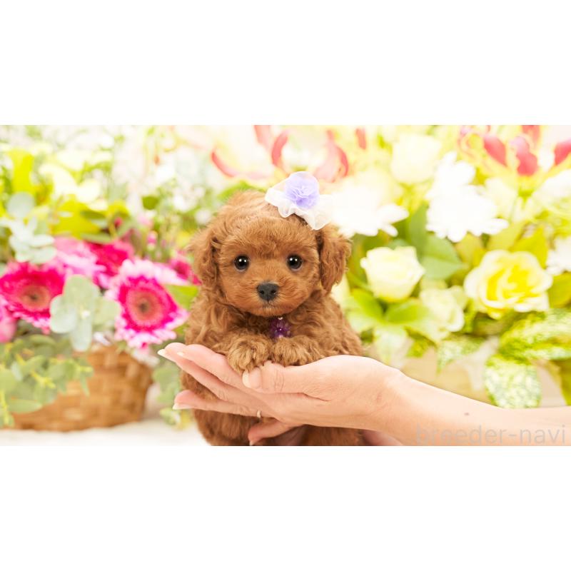 販売中の群馬県のティーカッププードル-416558の3枚目