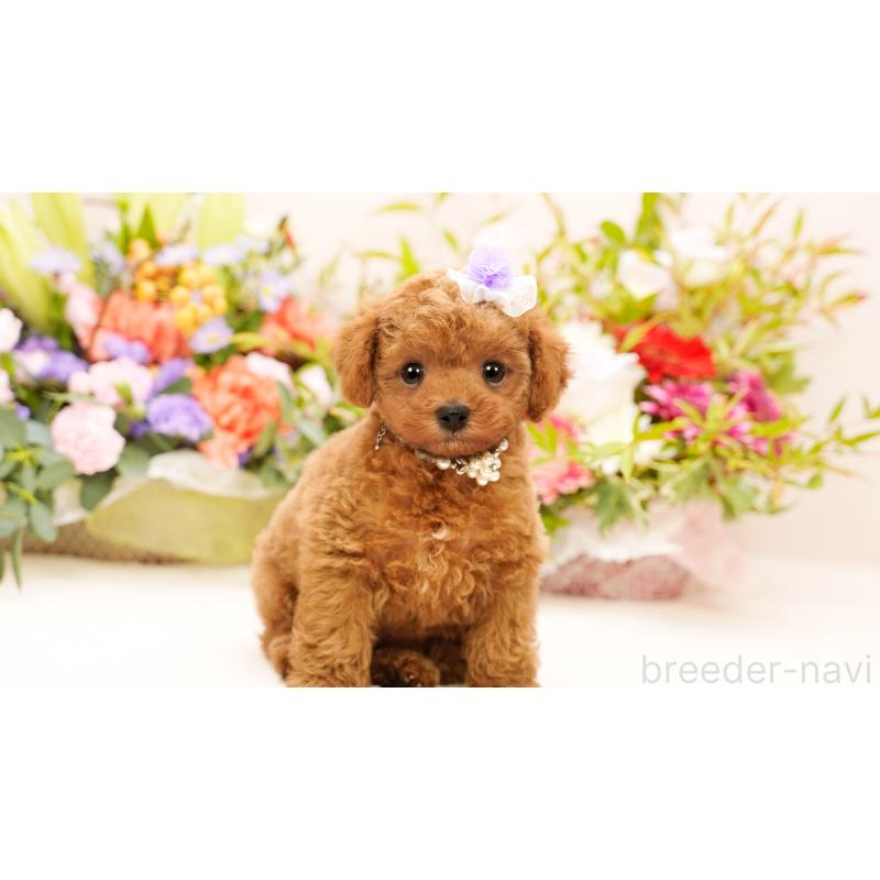 販売中の群馬県のティーカッププードル-416558の2枚目