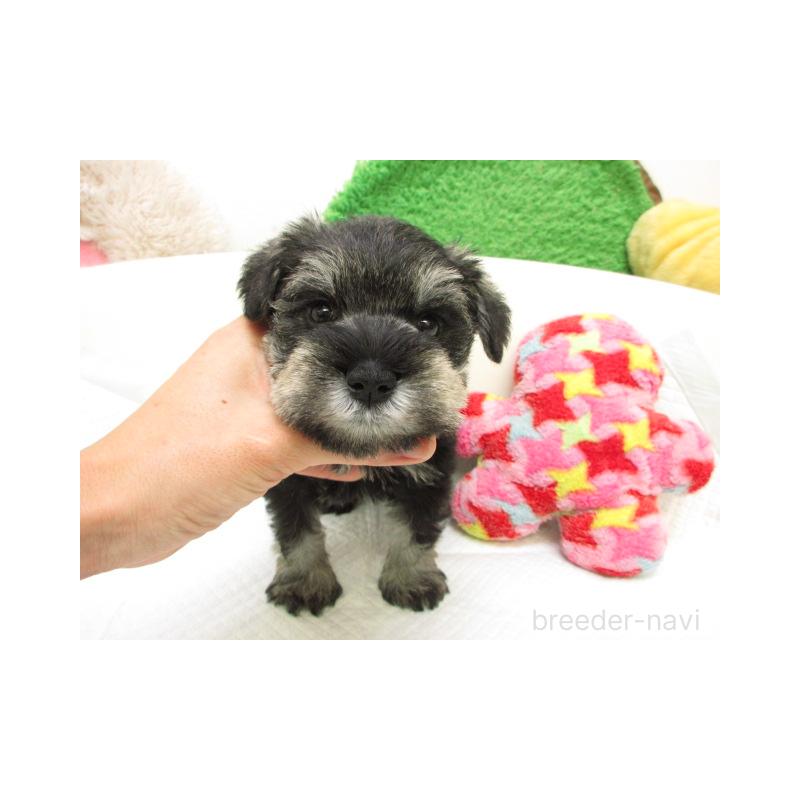 販売中の大阪府のミニチュアシュナウザー-425341の2枚目