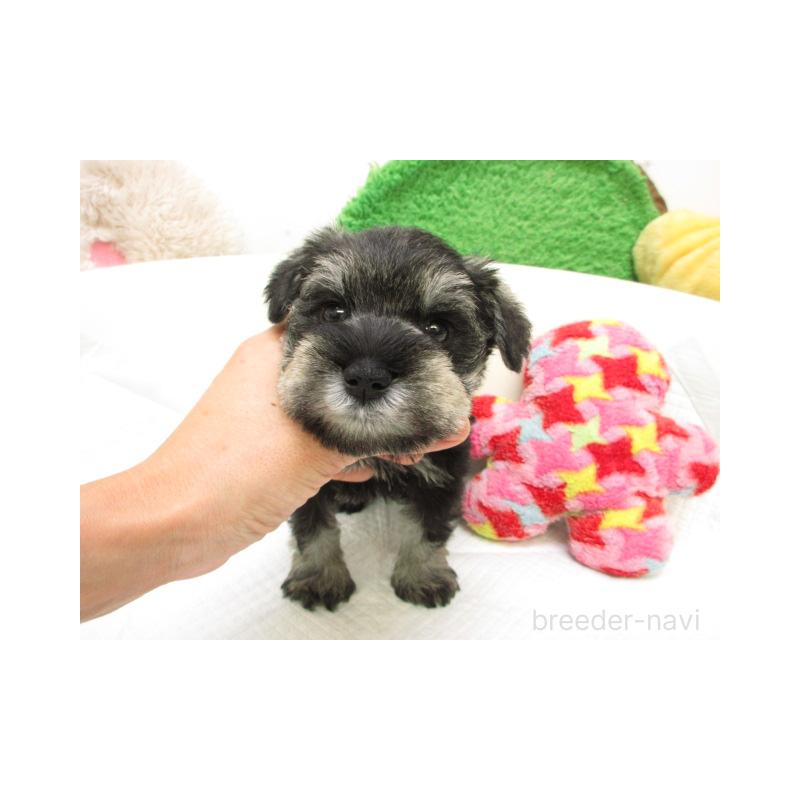 販売中の大阪府のミニチュアシュナウザー-425341