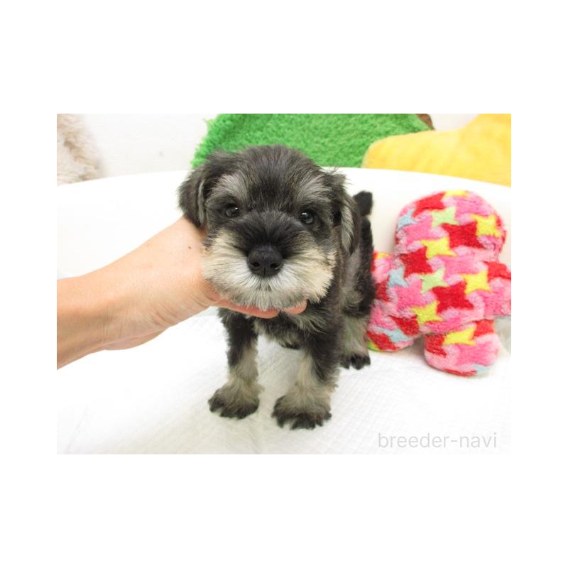 販売中の大阪府のミニチュアシュナウザー-425342