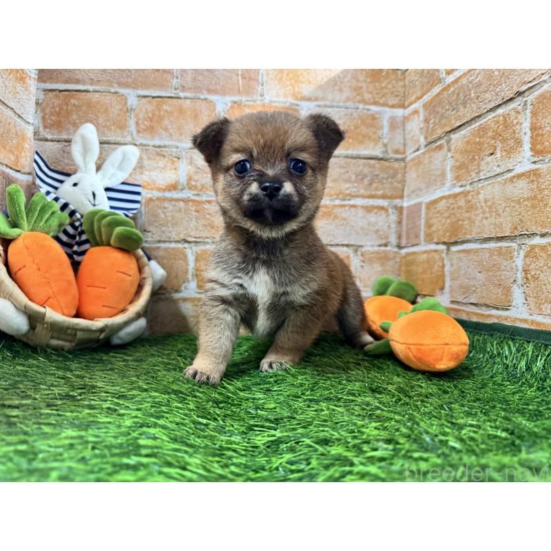 販売中の茨城県のミックス犬-422675