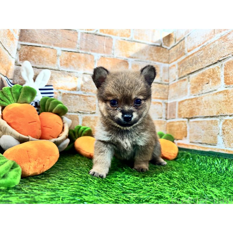 販売中の茨城県のミックス犬-422677