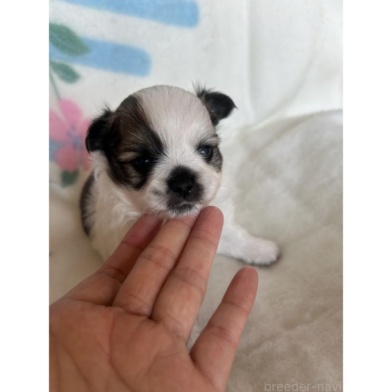 販売中の愛知県のポメチワ:ポメラニアン×チワワ-425343の3枚目